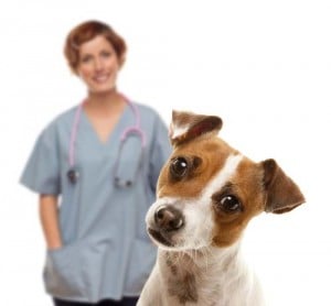 professional help on dog breeds