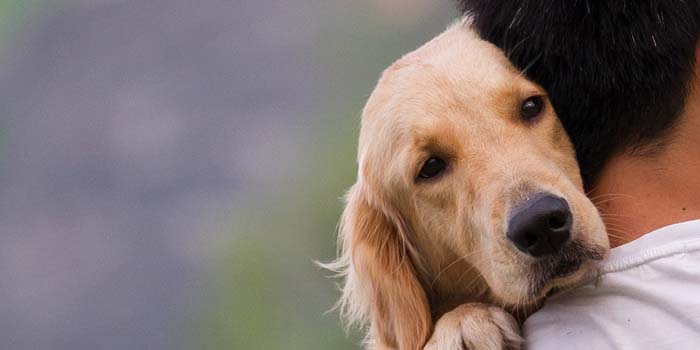 sad looking dog with his owner