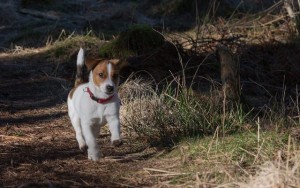 A Basic Guide to Hiking with Dogs