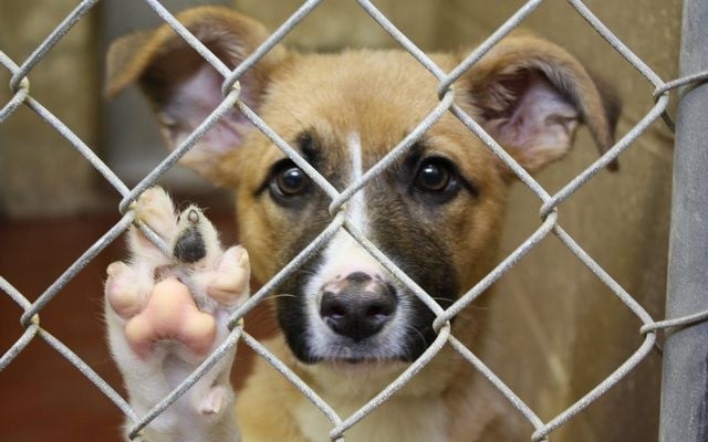 Dog for Dog is Trying to Feed as Many Shelter Dogs as Possible