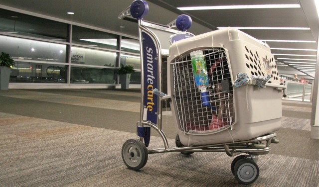 Airline Approved Dog Crates and Carriers