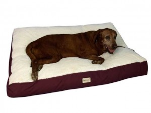 Bedtime Basics - Why Your Dog Needs a Dog Bed