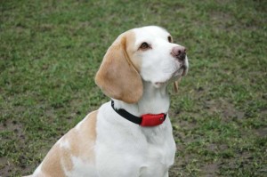 Best Alternatives to Dog Shock Collars