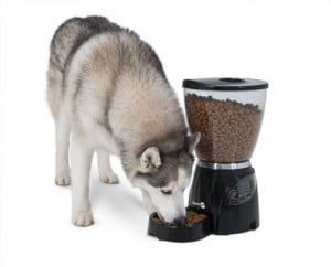 Do Automatic Dog Feeders Actually Work