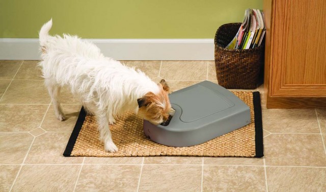 Do Automatic Dog Feeders Actually Work