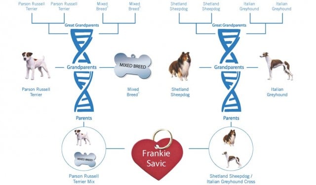 Do Dog DNA Tests Work? How Accurate Are They?