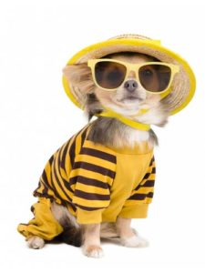 Dog Clothing Business Ideas