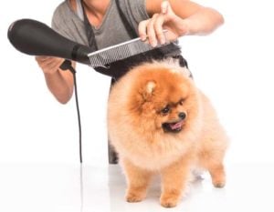 Dog Grooming Business