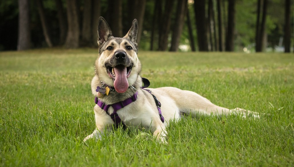 Dog Harness Guide Making Sure Your Dog Is Comfortable