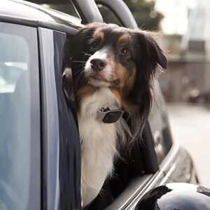 Dog Safety: This Is Why Your Dog Needs a GPS Tracker