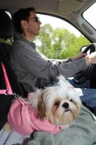 Doggie Chauffeur Business Idea