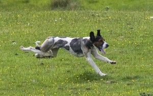 High Frequency Training How to Use Dog Whistles