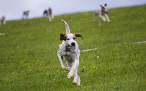 High Frequency Training How to Use Dog Whistles