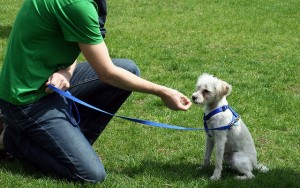 High Frequency Training How to Use Dog Whistles