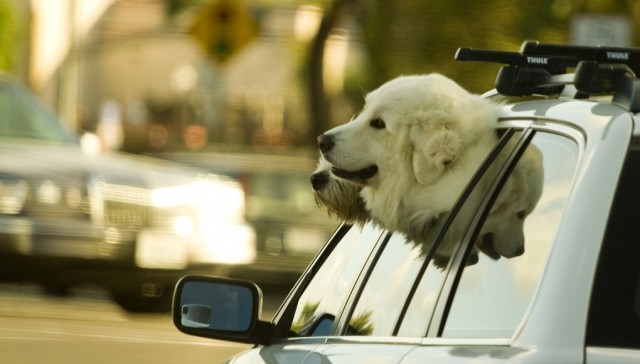 How to Keep Your Dog Safe in the Car