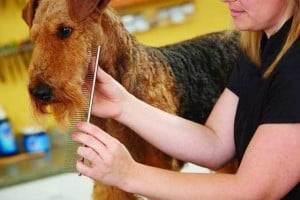 How to Start a Dog Grooming Business