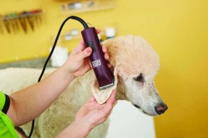 How to Start a Dog Grooming Business