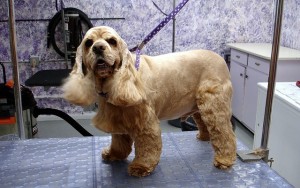 How to Start a Dog Grooming Business