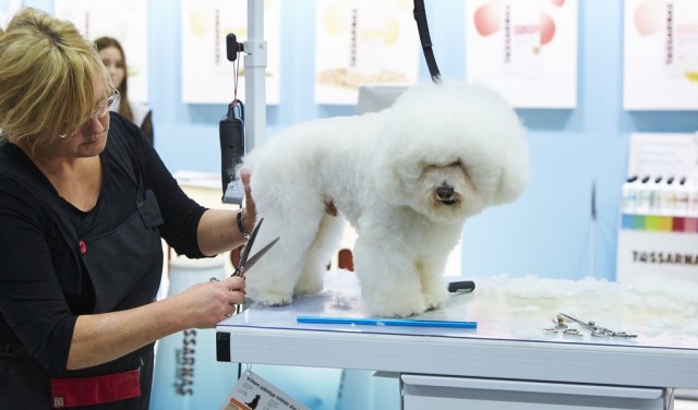 How to Start a Dog Grooming Business