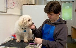 How to Write a Dog Grooming Business Plan