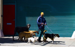 How to Write a Dog Walking Business Plan