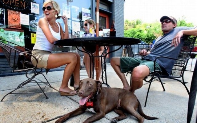 Legislation Passed in New York to Allow Dogs Into Public Restaurants