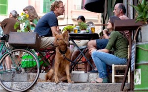 Legislation Passed in New York to Allow Dogs Into Public Restaurants