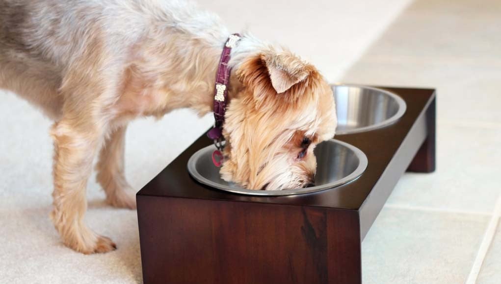 Mealtime Battle - Regular Dog Bowl vs Raised Dog Bowl