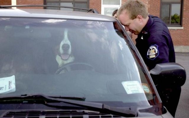 New Law in New York Could Protect Dogs Trapped in Hot Vehicles