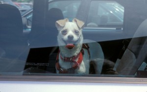 New Law in New York Could Protect Dogs Trapped in Hot Vehicles