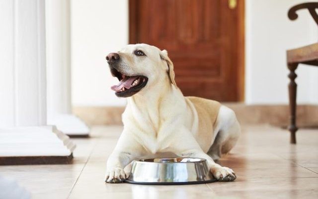 Pedigree Launches Meatier Dry Dog Food Recipe