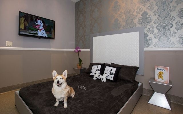 Pets Can Enjoy the Suite life in West Palm Beach