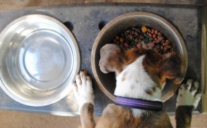 Regular Dog Bowls vs. Raised Dog Bowls