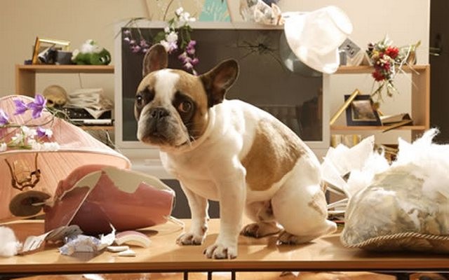 See What Your Dog is Up to with the PetBot