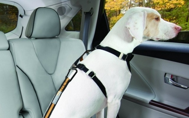 Subaru of America and the Center for Pet Safety Team Up