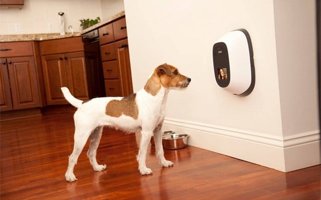 The Company of Animals Offers Pet Owners Some of the Most Innovative Products on the Market