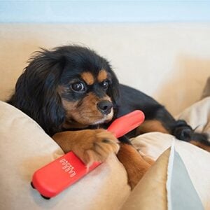 The Shedding Saga - Getting Dog Hair OFF Furniture