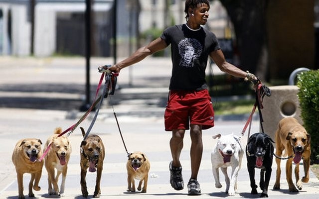 This Small Dog Walking Gig Turned Into an Elite Business in New York City