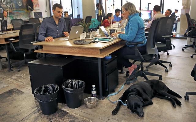 This Tech Firm is Leading the Push to Allow Dogs in Office Buildings