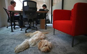 This Tech Firm is Leading the Push to Allow Dogs in Office Buildings