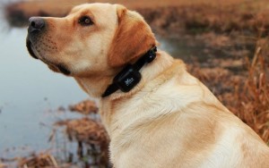 Waterproof Dog Products That Are Proven to Work