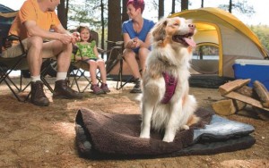 Waterproof Dog Products That Are Proven to Work