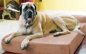 Why Your Dog Needs a Dog Bed - Big Barker