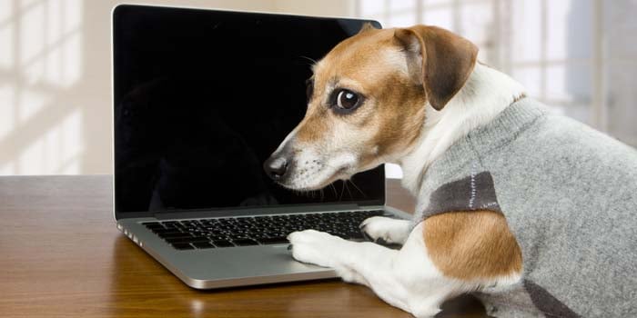 dog looking through dogs supplies websites