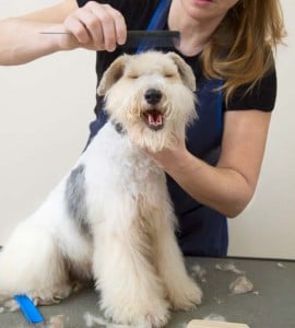 happy dog being groomed