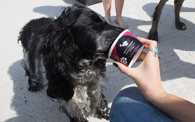 A London Pet Parlor Launches Doggy Gelato