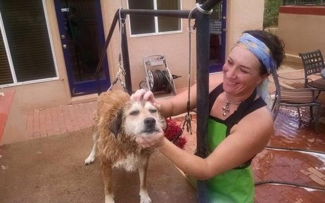 An Open-Air Dog Spa Opens in Arizonia