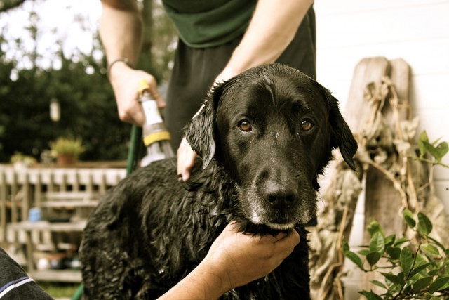 Benefits of Using Waterless Dog Shampoo