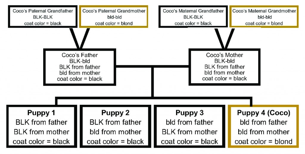 Canine Genetics - How to Make a Dog