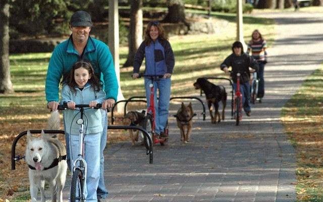 Dog Powered Scooters are Ideal for High-Energy Pets